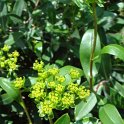 Bupleurum fruticosum fleur